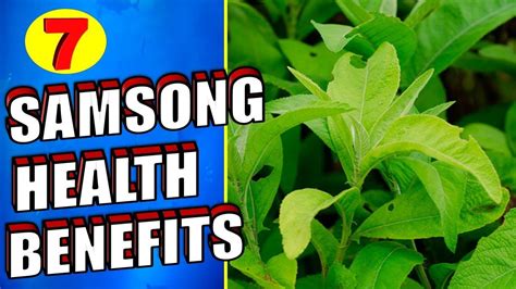 benefits of sambong leaves|Sambong: Your Guide to Home Remedies and Natural Healing.
